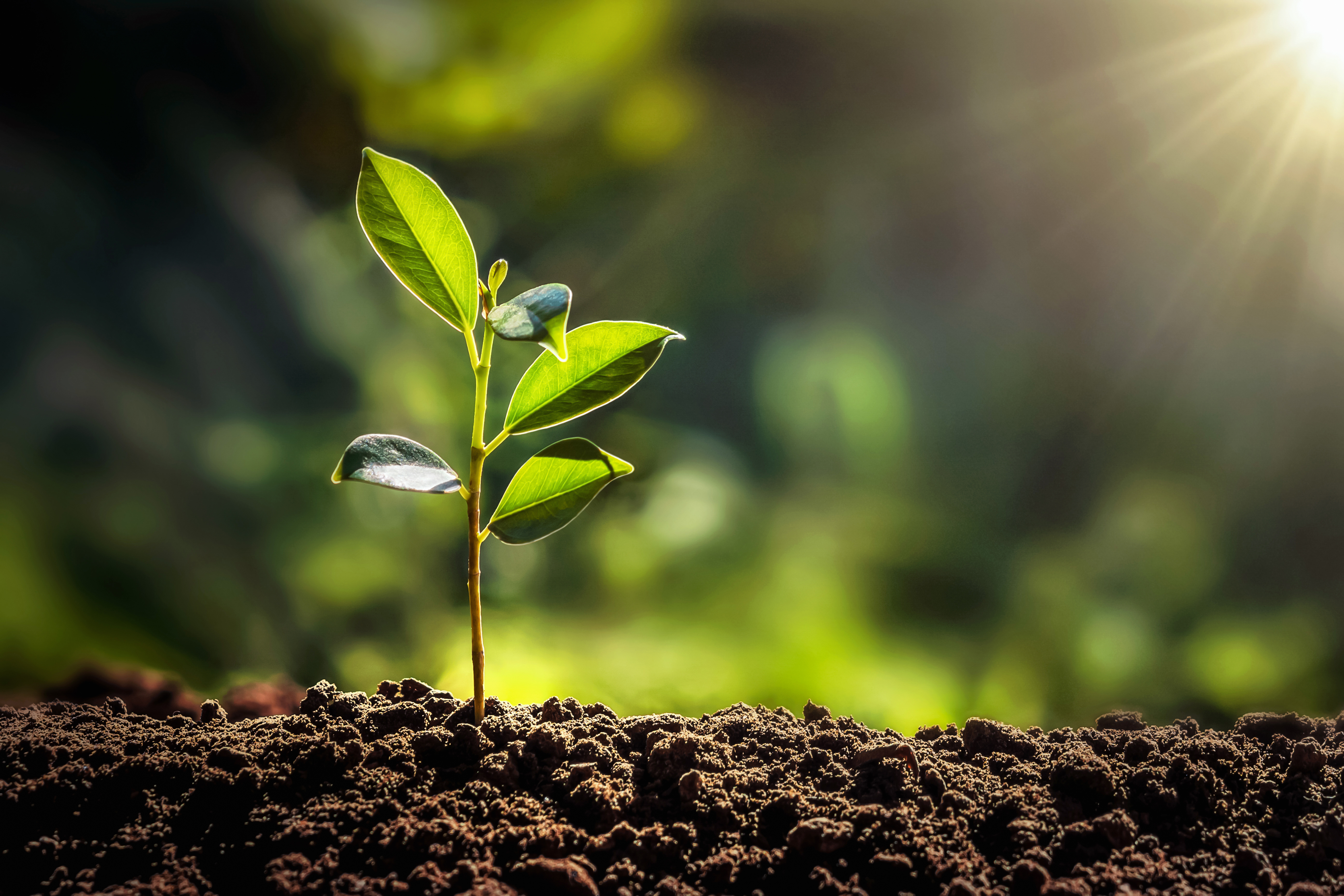 AdobeStock_308429734